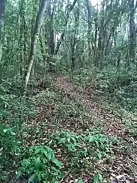 OFICINA_Simas-Turbo — cum
